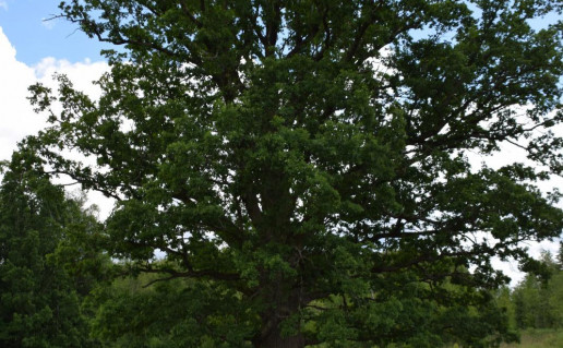 5. Varniškių II ąžuolas foto A.Panavo_r1.jpg